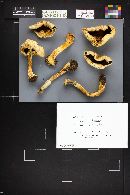 Agaricus silvicola image