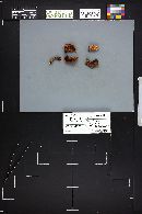 Rhodotus palmatus image