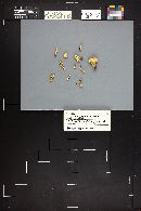 Hygrophorus chrysodon image