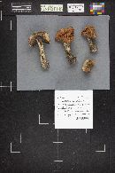 Leccinum aurantiacum image