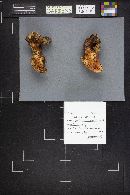 Albatrellus confluens image