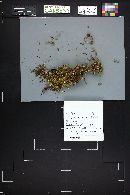 Xeromphalina cauticinalis image