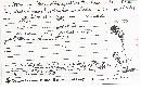 Microstoma protractum image