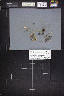 Clavulina coralloides image