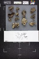 Boletopsis leucomelaena image