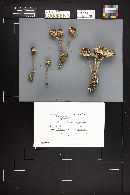 Thumbnail image of current specimen