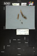 Crepidotus occidentalis image
