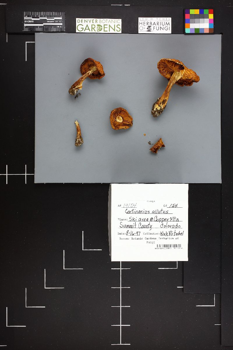 Cortinarius allutus image