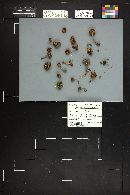 Inocybe lacera image