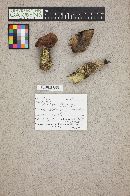 Thumbnail image of current specimen