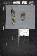 Thumbnail image of current specimen