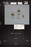 Protostropharia semiglobata image