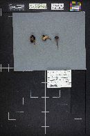 Chroogomphus vinicolor image