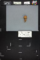 Tricholomopsis rutilans image
