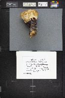 Ganoderma lucidum image