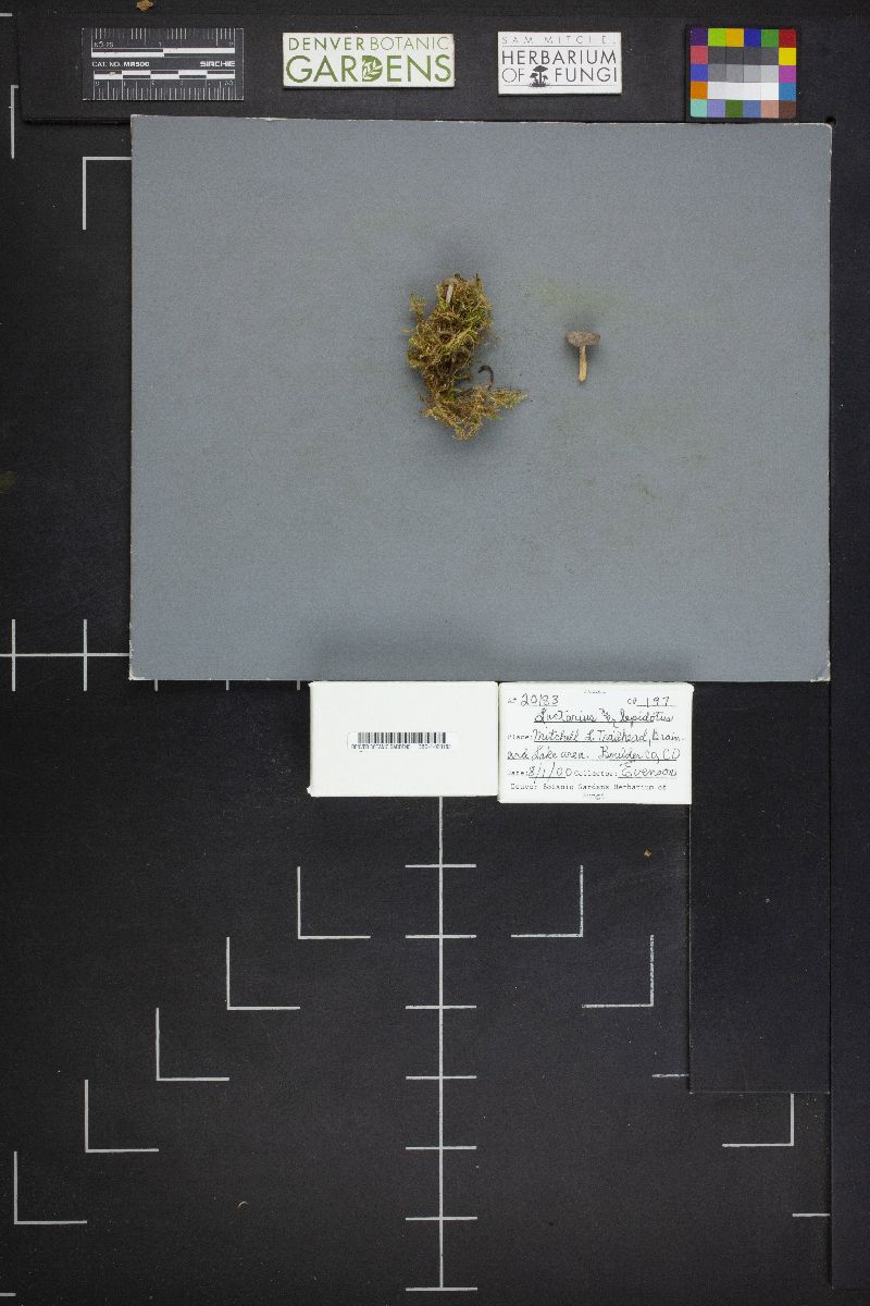 Lactarius lepidotus image