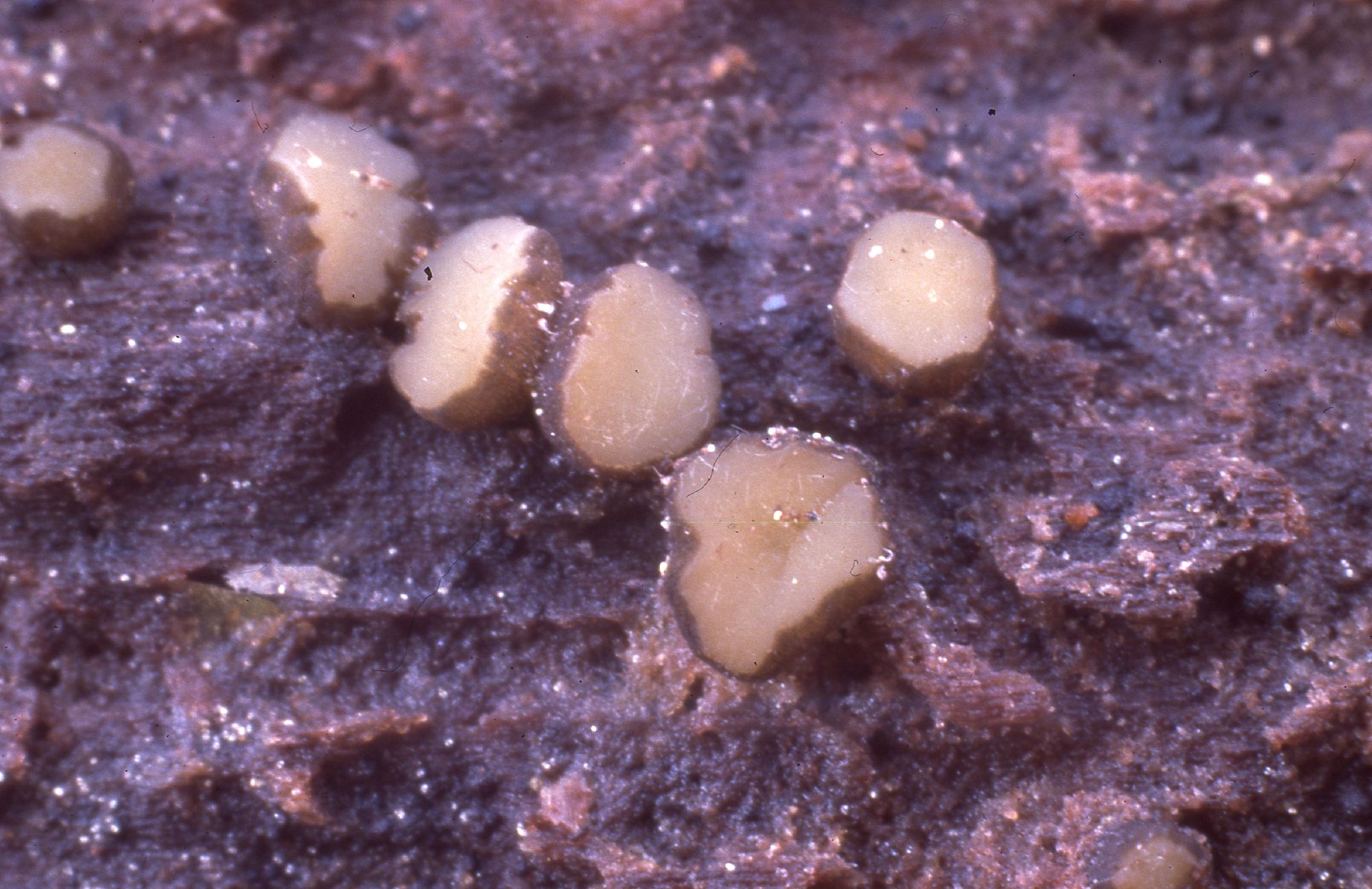 Podophacidium thumbnail