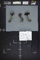 Gomphidius subroseus image