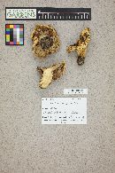 Lactarius repraesentaneus image