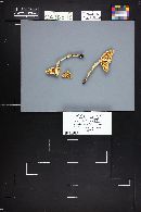Thumbnail image of current specimen