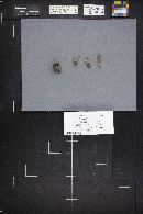 Alloclavaria purpurea image