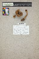 Tricholoma vaccinum image