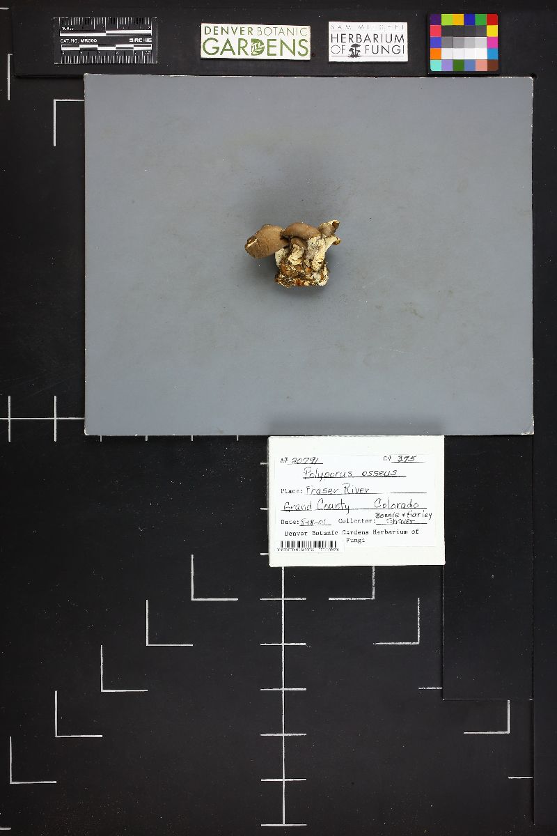 Osteina obducta image