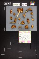 Entoloma lividoalbum image