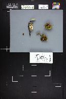 Thumbnail image of current specimen