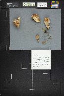 Clavariadelphus truncatus image