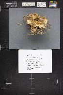 Climacocystis borealis image