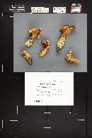Catathelasma singeri image