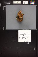 Ramaria stricta image