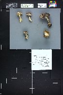 Tricholoma terreum image