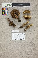 Boletus chrysenteron image