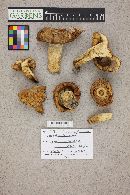 Russula laurocerasi image