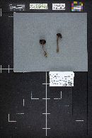 Chroogomphus vinicolor image