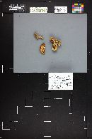 Cortinarius glaucopus image