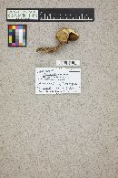 Boletus chrysenteron image