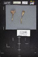 Media resource of Clavariadelphus lovejoyae