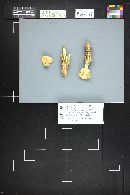 Amanita caesarea image