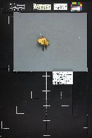 Polyporus varius image