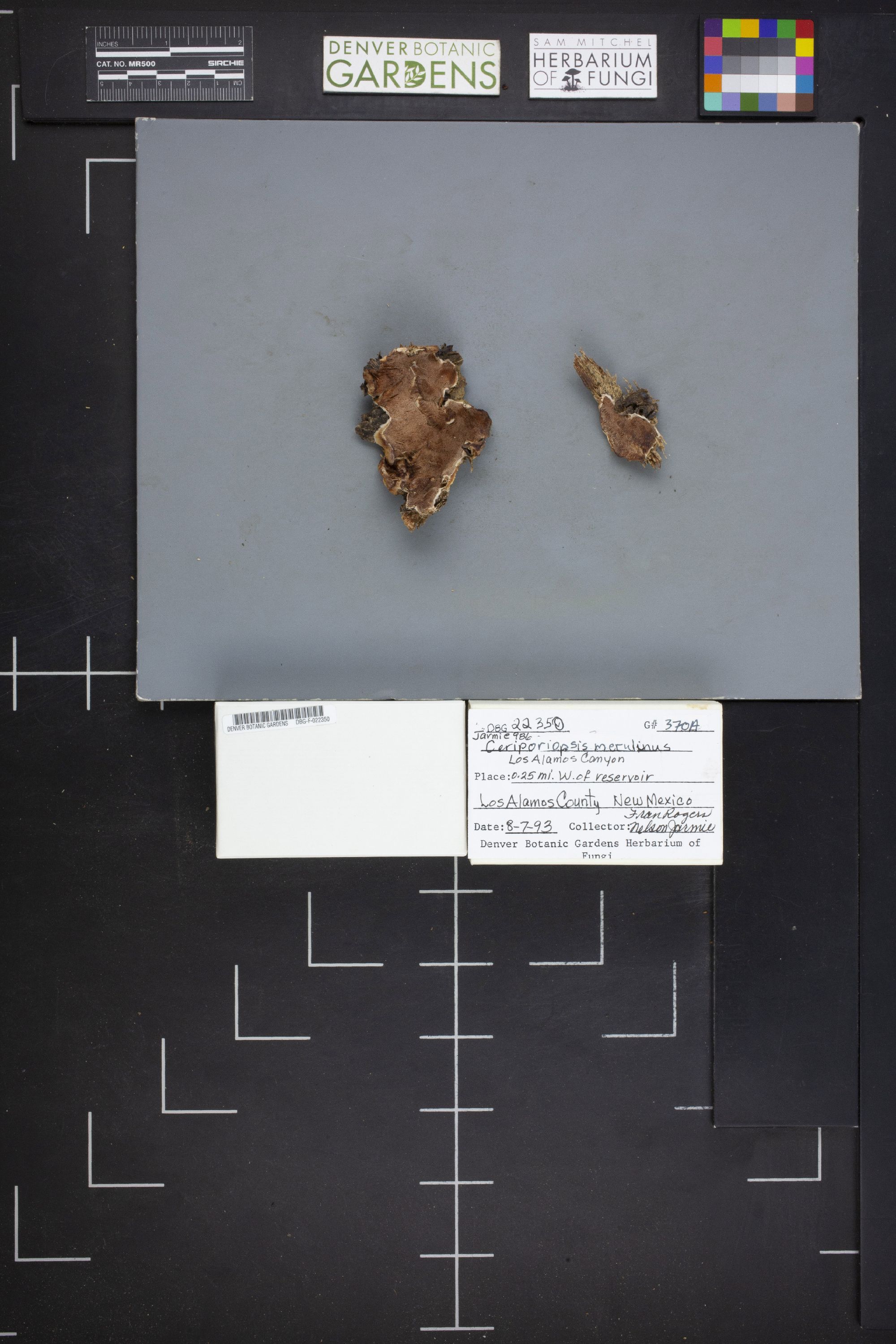 Ceriporiopsis thumbnail