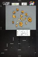 Marasmius oreades image