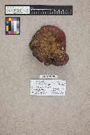 Russula xerampelina image