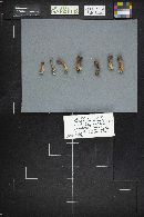 Clavariadelphus truncatus image