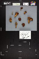 Cortinarius semisanguineus image
