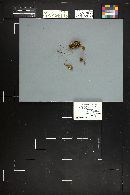 Inocybe lacera image