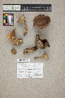 Lactarius rufus image