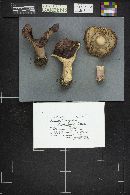 Russula xerampelina image